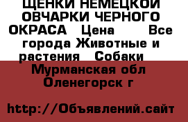 ЩЕНКИ НЕМЕЦКОЙ ОВЧАРКИ ЧЕРНОГО ОКРАСА › Цена ­ 1 - Все города Животные и растения » Собаки   . Мурманская обл.,Оленегорск г.